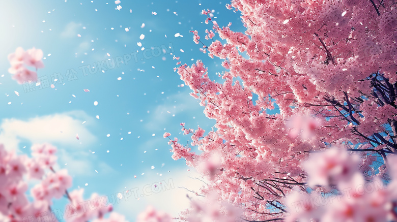 春季盛开的樱花树下仰视蓝天图片