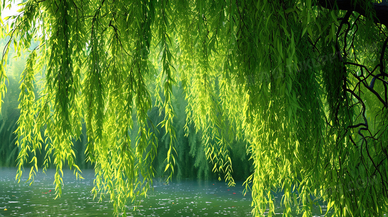 春天江畔里翠绿的柳树图片