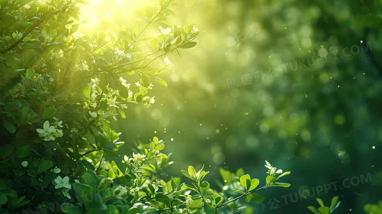 夏季翠绿的森林草地图片