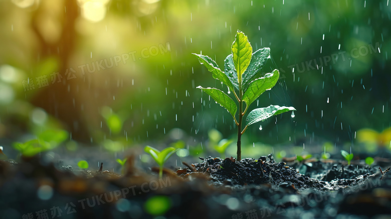 雨中嫩绿色的小芽苗图片