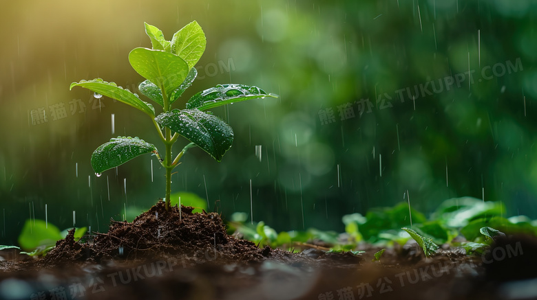 雨中嫩绿色的小芽苗图片