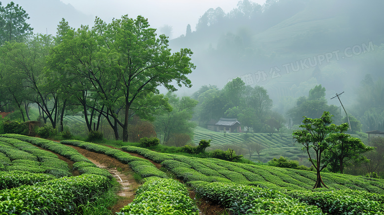 春天绿色茂盛的茶园风景图片