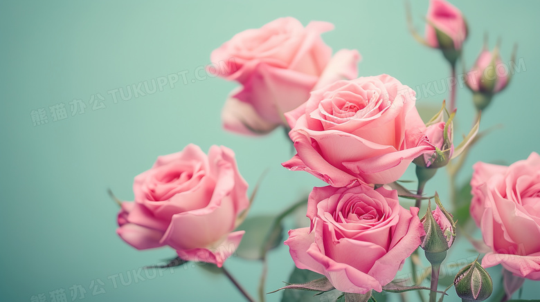 唯美的玫瑰花浪漫花朵图片