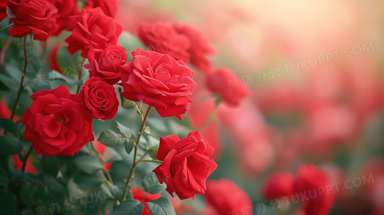 唯美的玫瑰花浪漫花朵图片