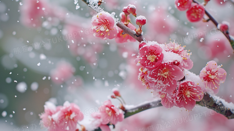 冬日下雪天绽放的梅花美景图片