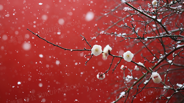 冬日下雪天红墙梅花美景图片