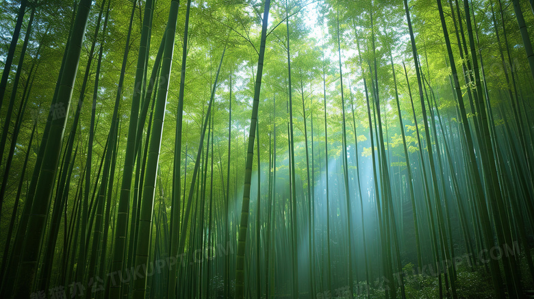 茂密的竹林高清图片