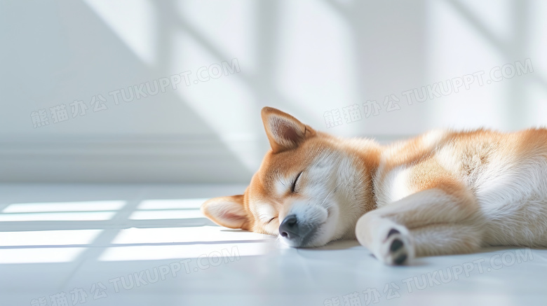 地毯上熟睡的柴犬图片