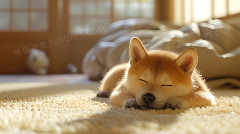 地毯上熟睡的柴犬图片