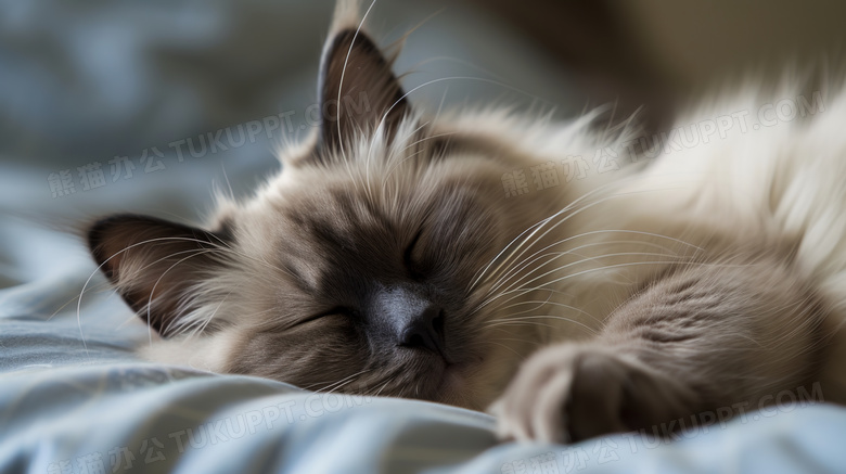 世界睡眠日猫咪图片
