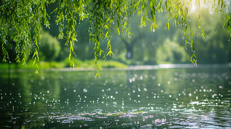 绿色春季清明雨天的柳叶图片