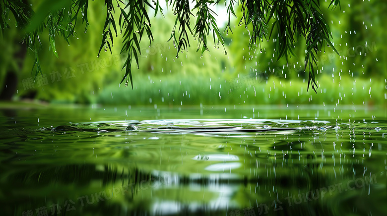 绿色春季清明雨天的柳叶图片