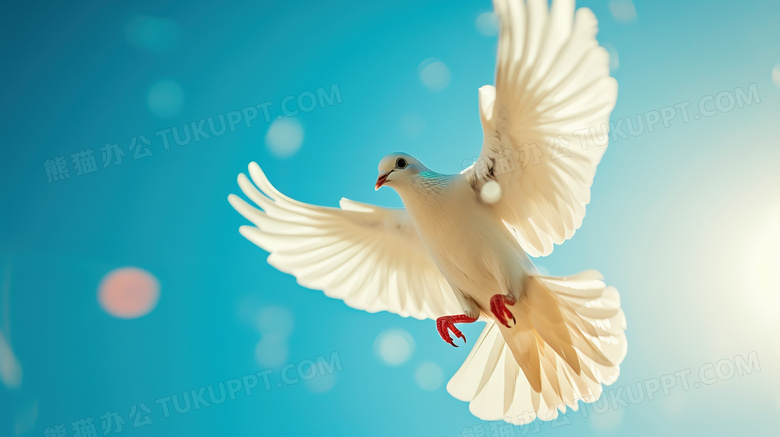 蓝天下展翅飞翔的白鸽图片
