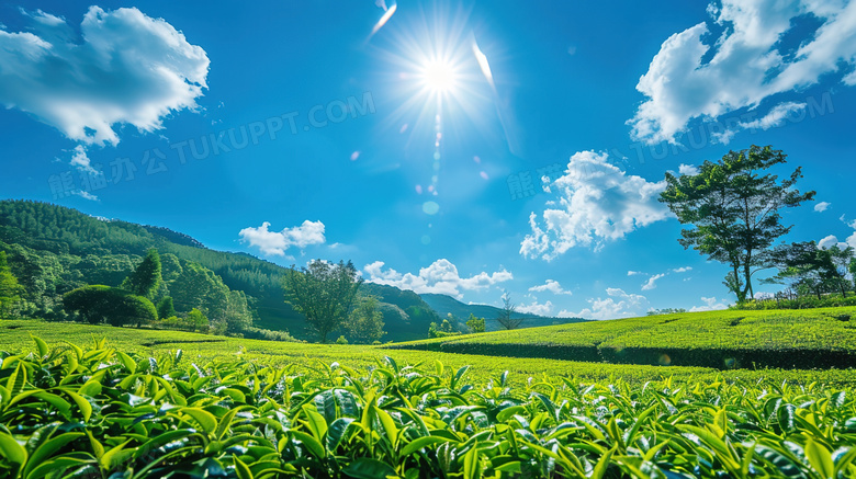 蓝天白云春茶茶园风景图片