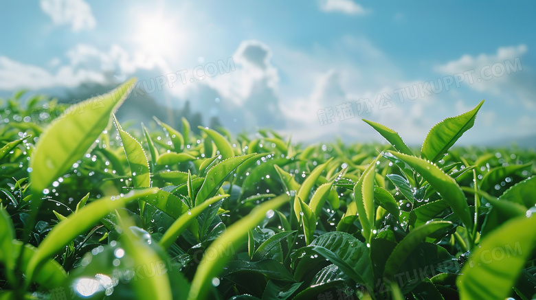 蓝天白云春茶茶园风景图片