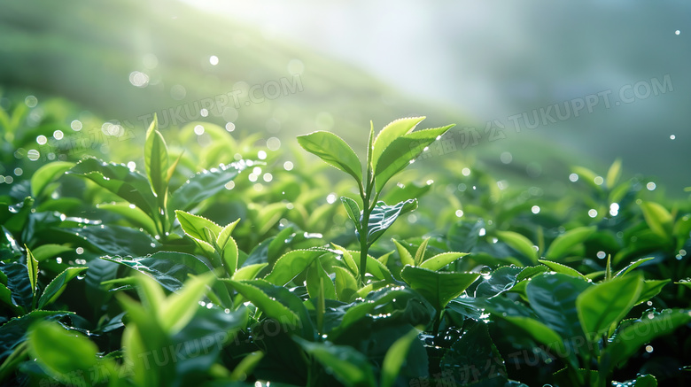 蓝天白云春茶茶园风景图片