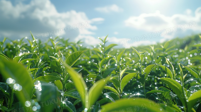 蓝天白云春茶茶园风景图片