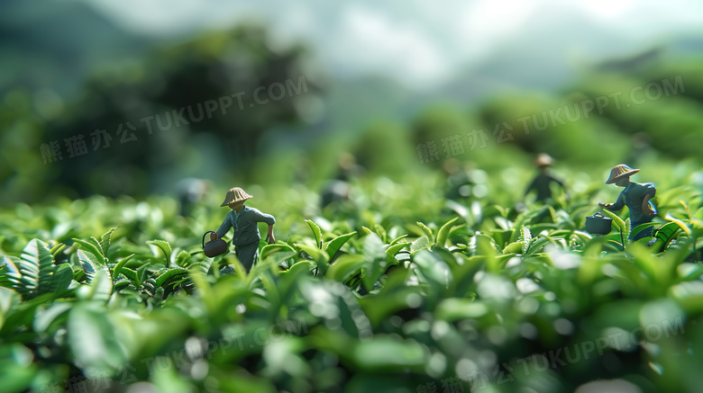 春茶茶园微距摄影风景图片