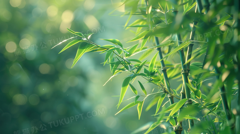 春季茂盛的竹林图片