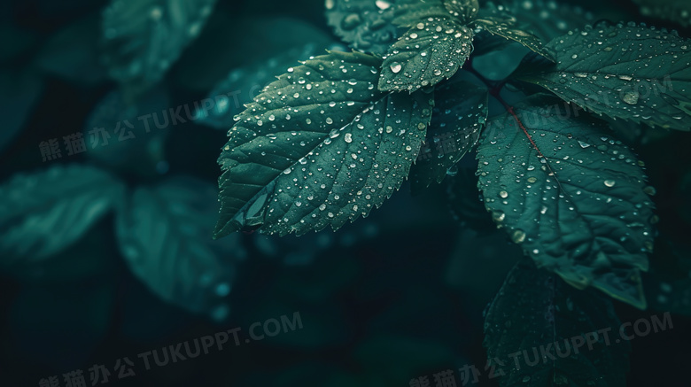 春季谷雨植物上的水滴图片
