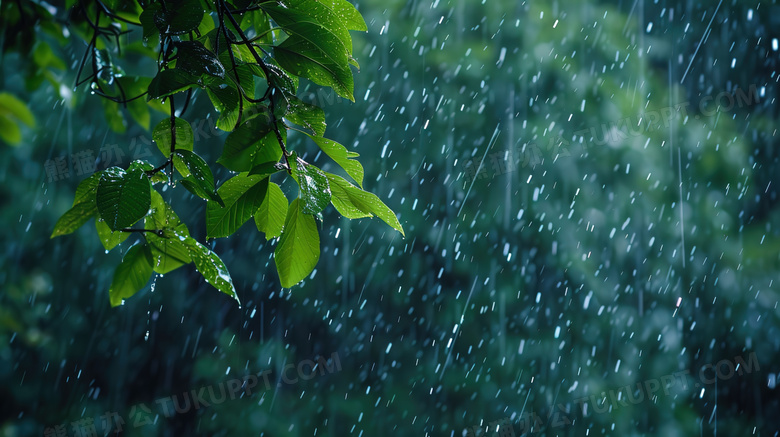 春季谷雨植物水滴图片