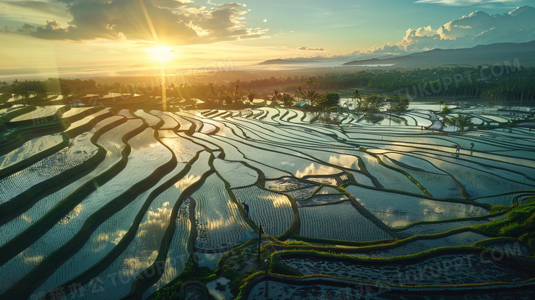 蓝天白云下的水稻田图片