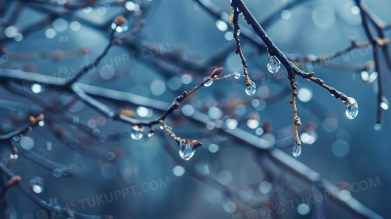 树枝上挂着的雨水水滴图片