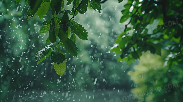雨中森林绿叶特写图片