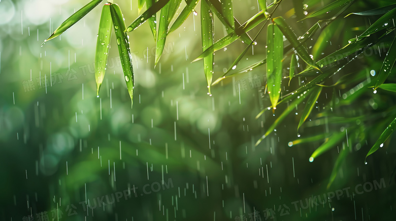 雨中森林绿叶特写图片