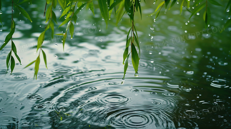 雨水丛湖边柳树枝上滴落到湖面图片