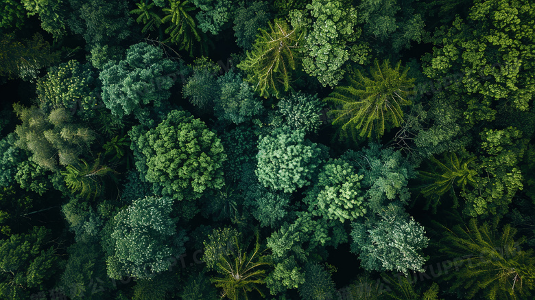 俯视春天植物大自然森林图片