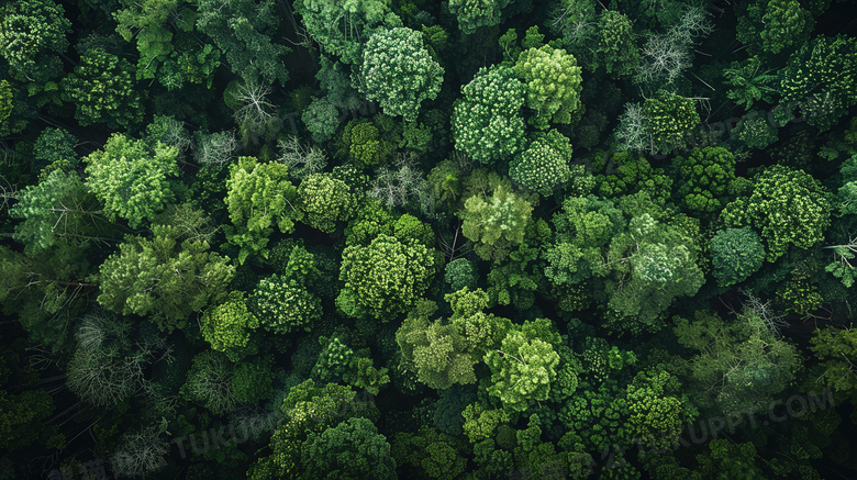 俯视春天植物大自然森林图片