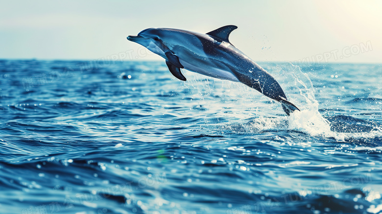 海面跳跃的海豚图片
