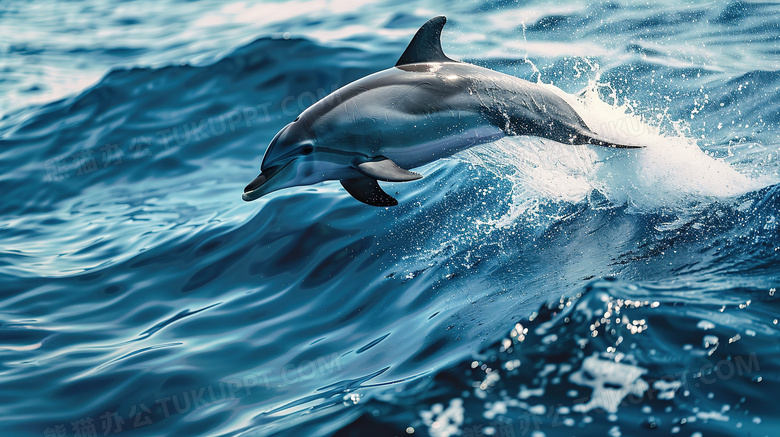 海面跳跃的海豚图片