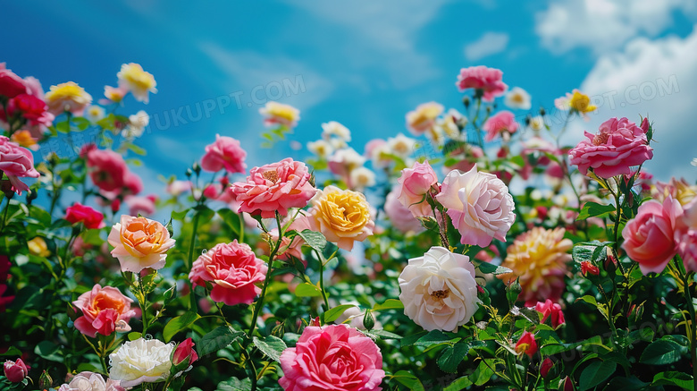 春天盛开的花朵风景图片