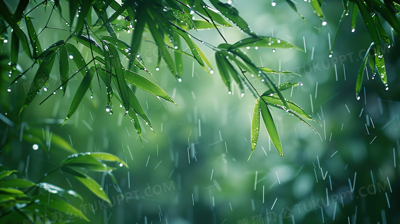 春季雨季的竹叶图片