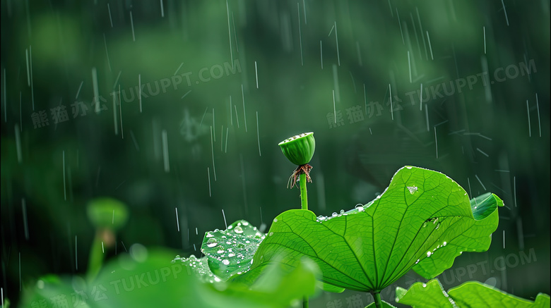 谷雨时节雨中的荷叶图片