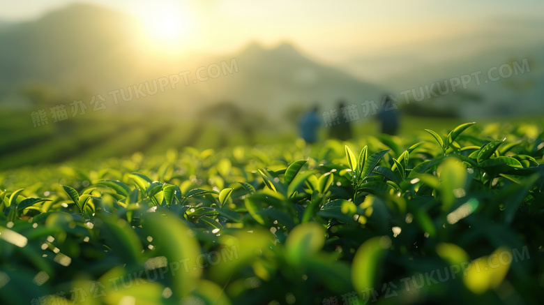 谷雨时节茶山微距拍摄图片