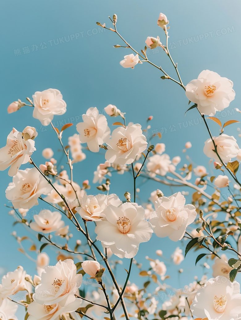 盛开的白色山茶花图片