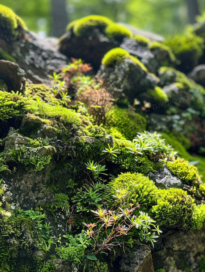 大自然绿色植物苔藓微距拍摄图片