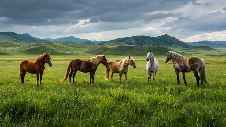 夏天草原上的马匹图片