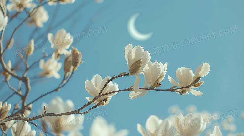 蓝天下的白色玉兰花图片