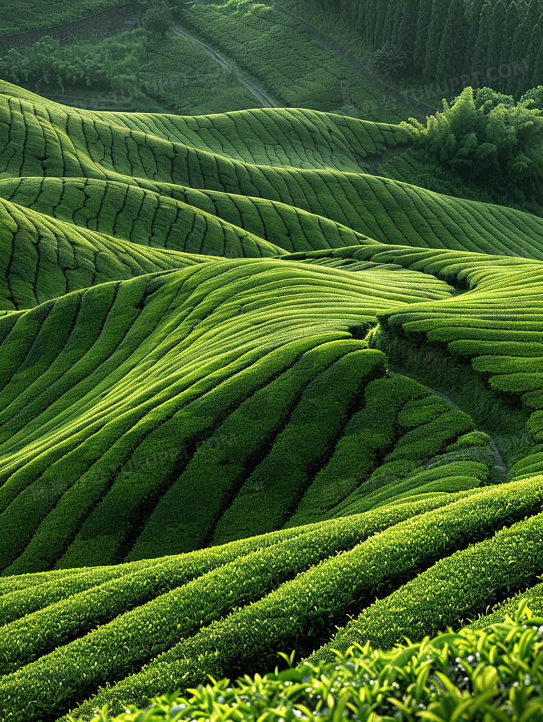 夏季大山里的翠绿色茶田图片