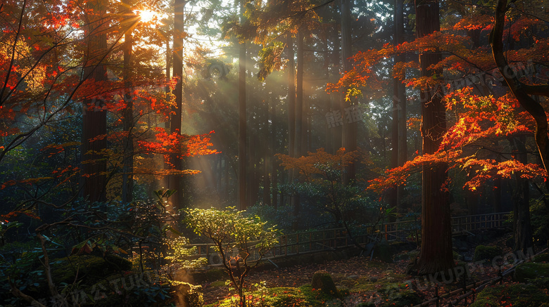 秋季枫叶森林摄影图片