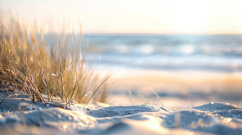 海边沙地植物特写图片