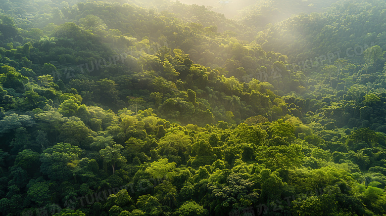 绿色森林鸟瞰图片