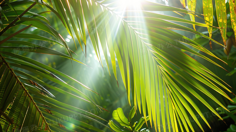 沙滩椰子树风景图片