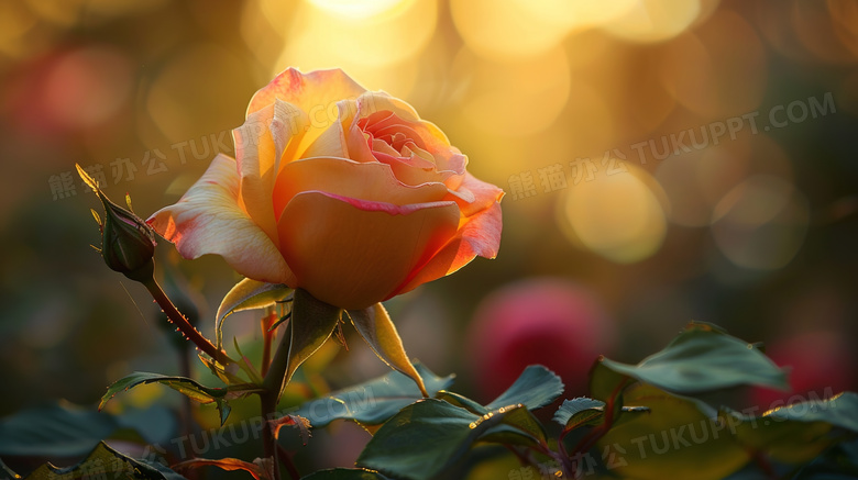 阳光照射的玫瑰花图片