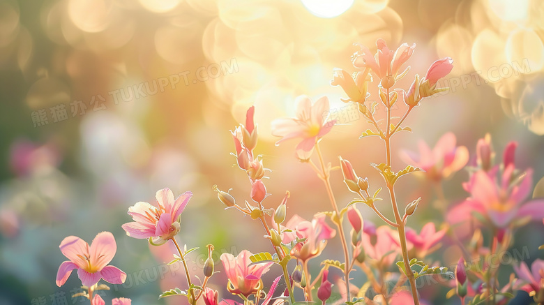 阳光下的唯美粉色鲜花图片