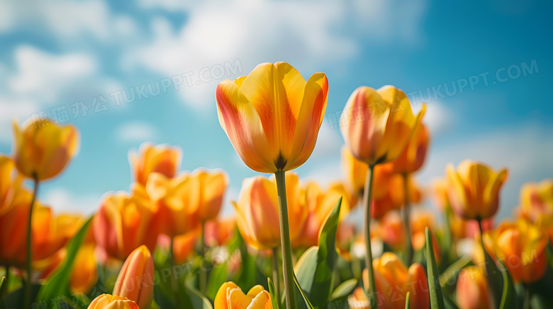 郁金香花朵高清图片